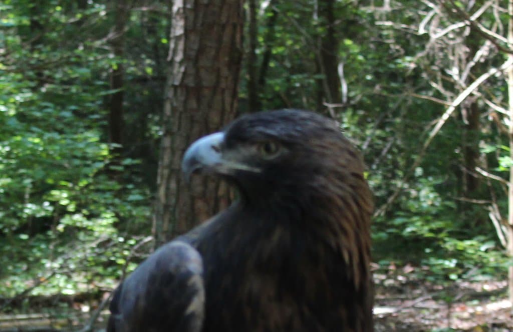 Golden Eagle