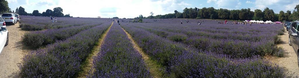Vast Lavender Fields