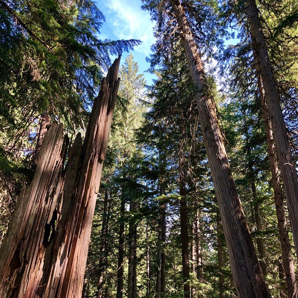 Giant Cedars Boardwalk Mount Revelstoke National Park