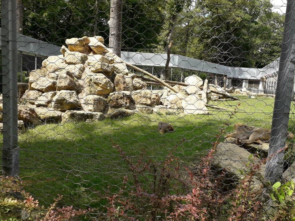 Charming Animal Encounters