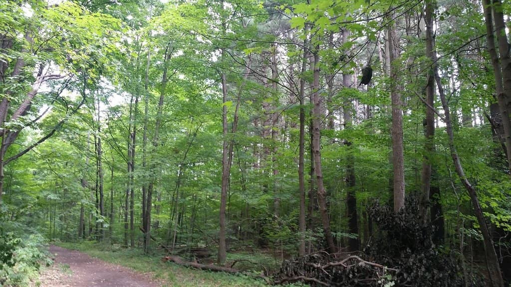 Mt. Randall Loop Trail