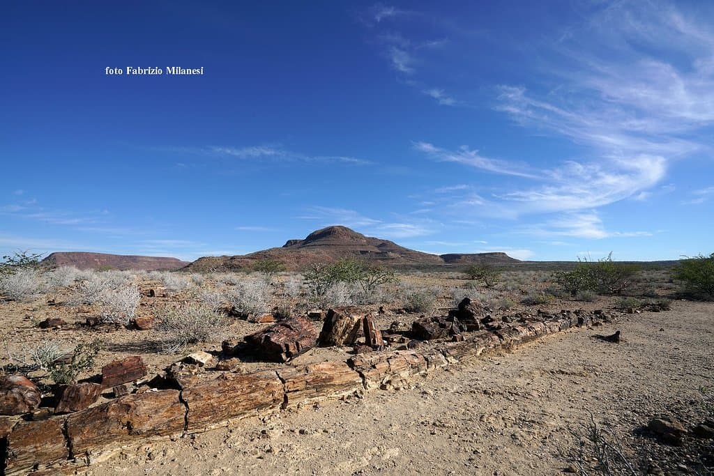 Un tronco pietrificato