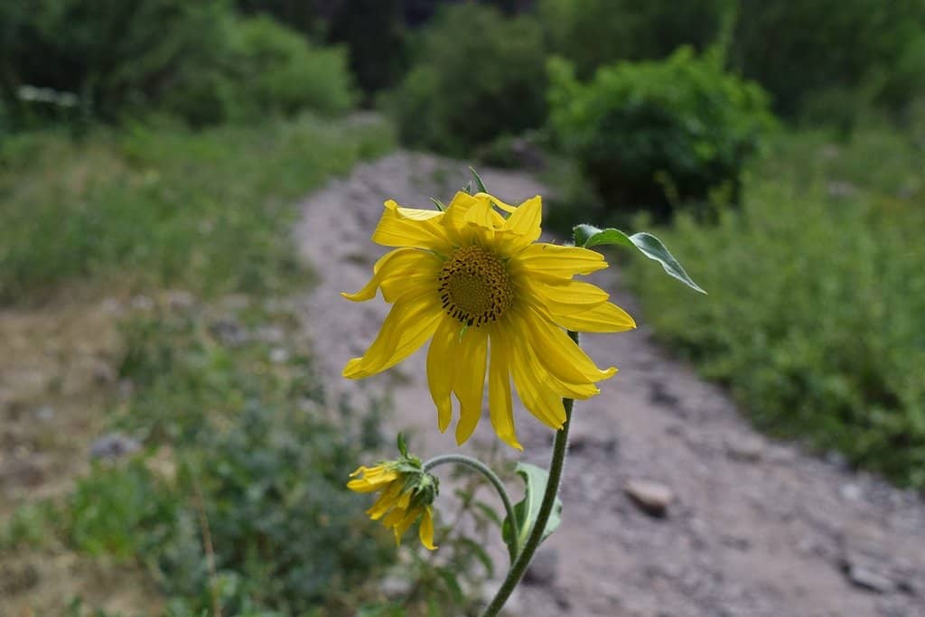 Bear Creek Trail Hike