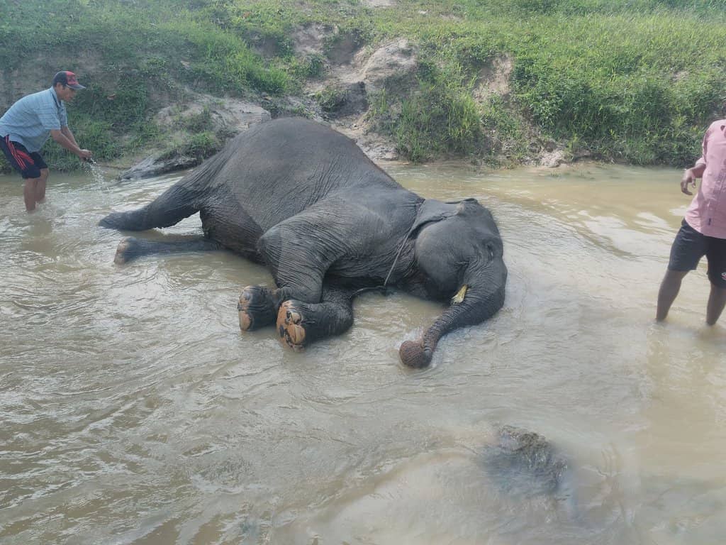 Meet Baby Elephants