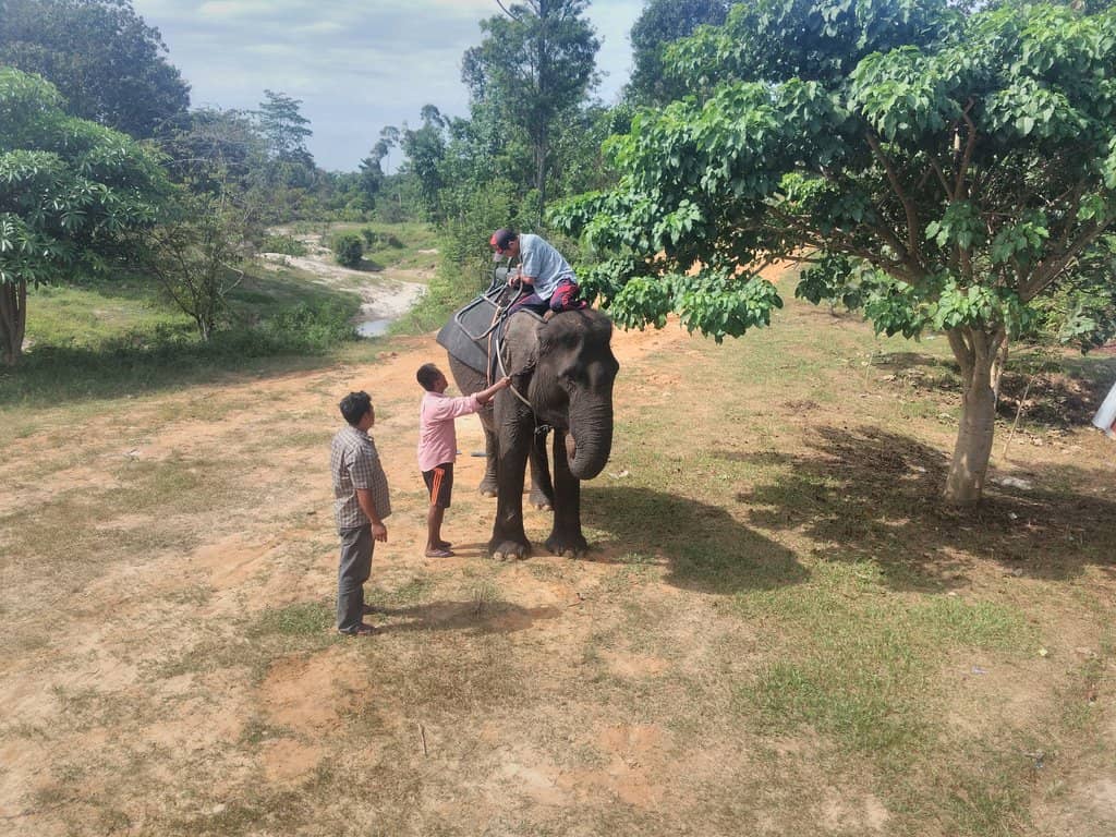 Elephant Rides