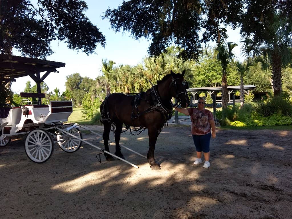 Horse-Drawn Carriage Tours