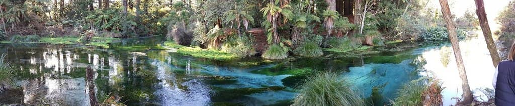 Towering Redwood Forest