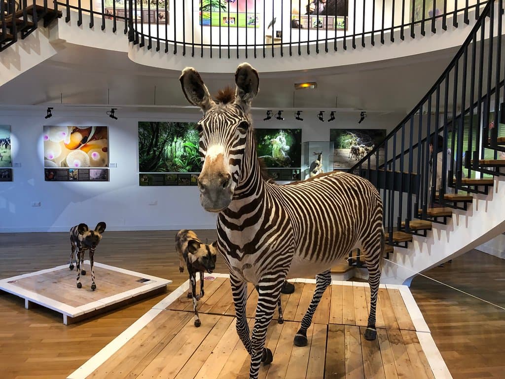 Une vue de l'exposition Le génie de la nature