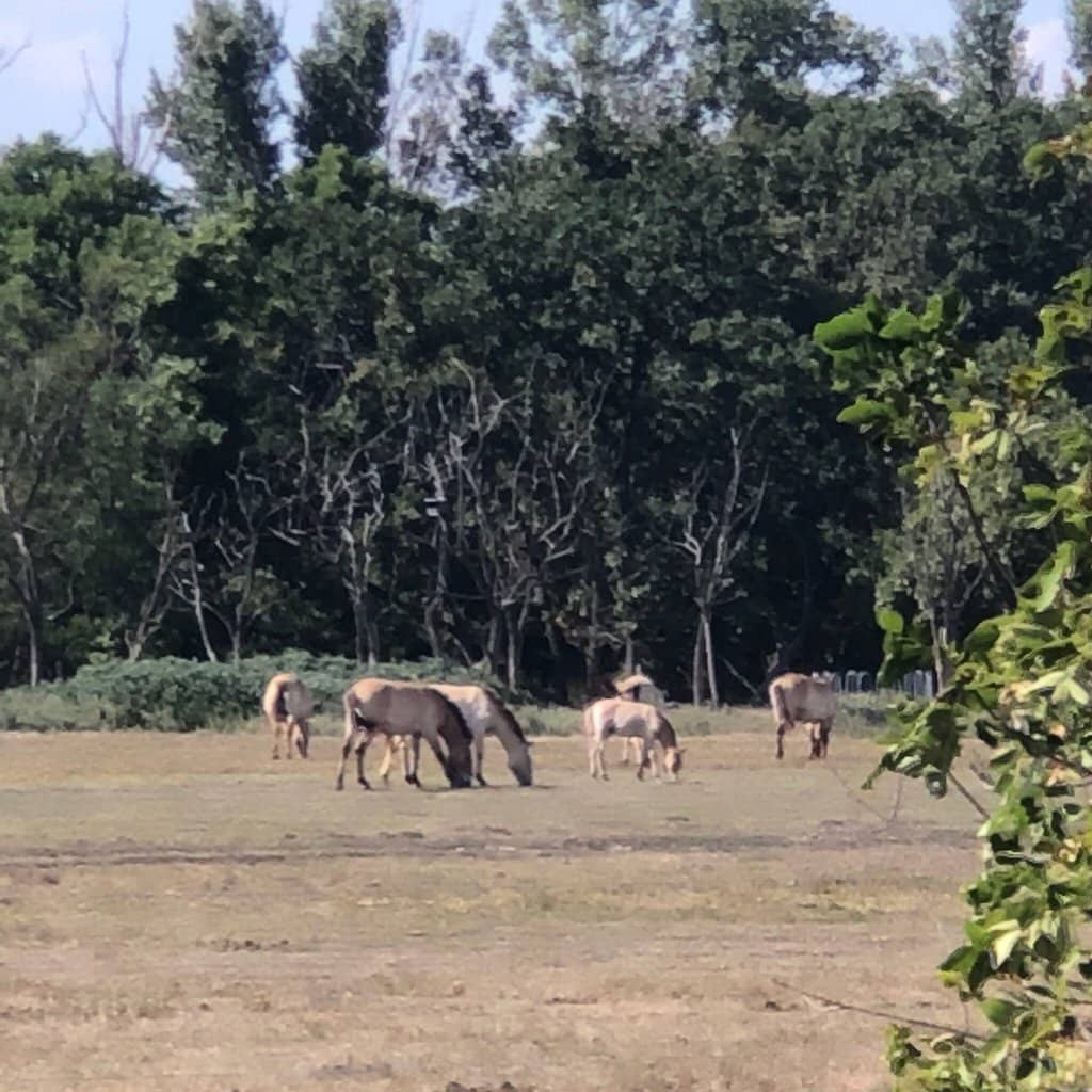 Hortobágy Bird Reserve