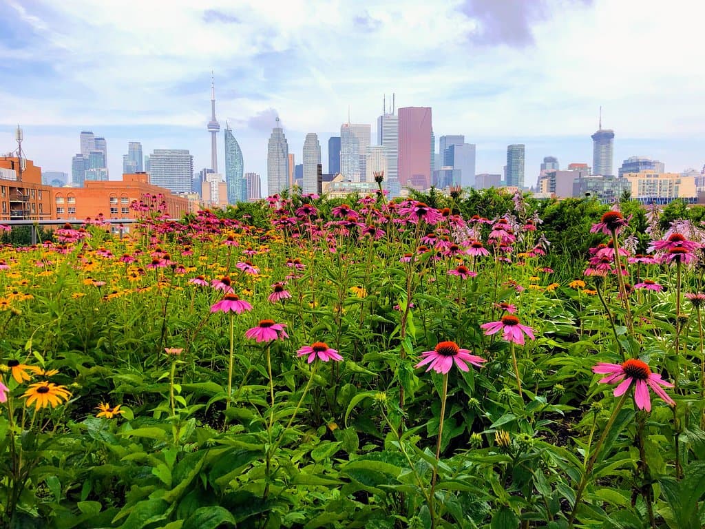 Our beautiful city.