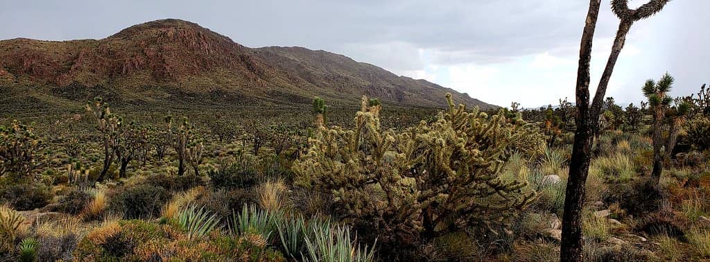 Mojave Lava Tubes