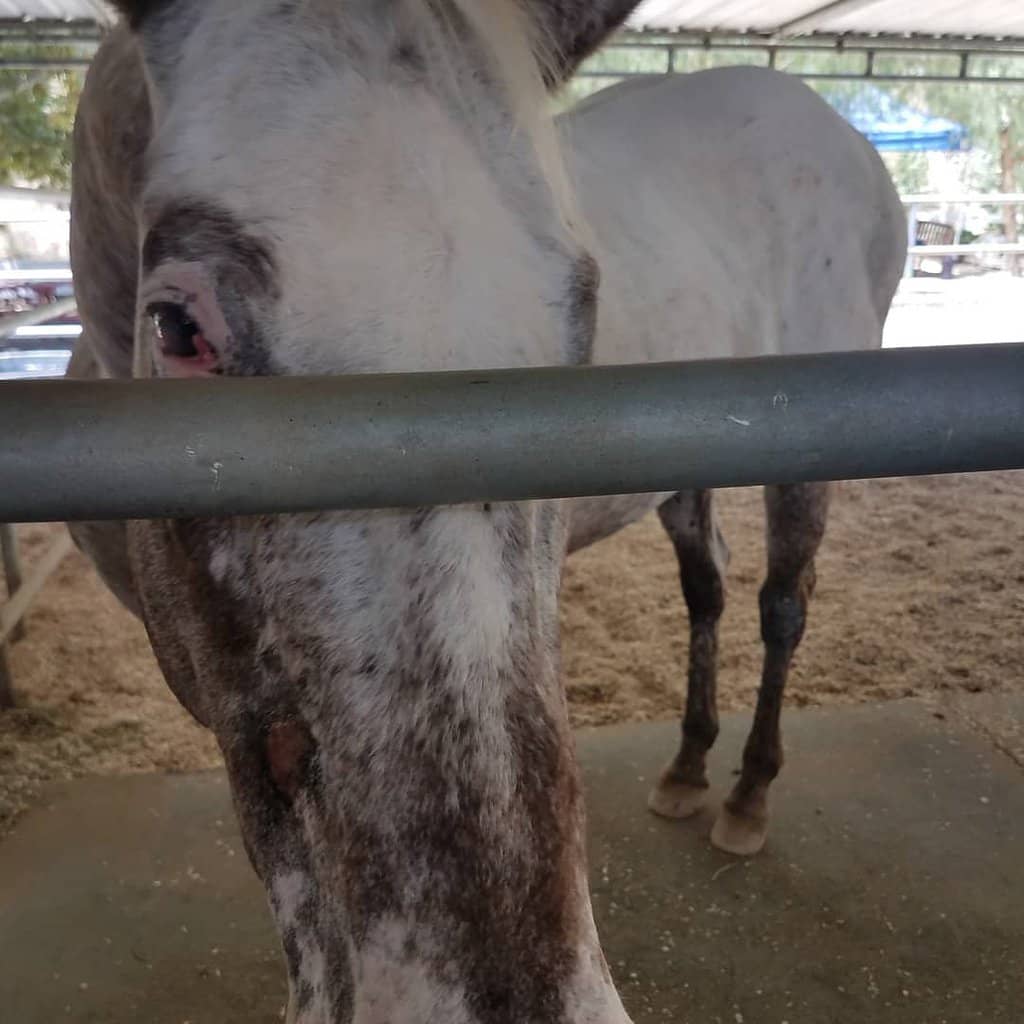 Meet Rescued Farm Animals