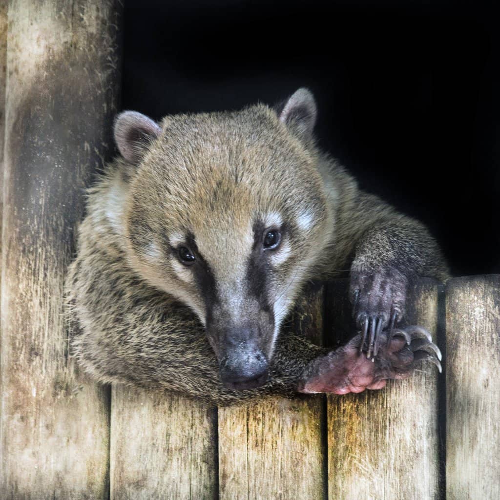 South & Central American Animals