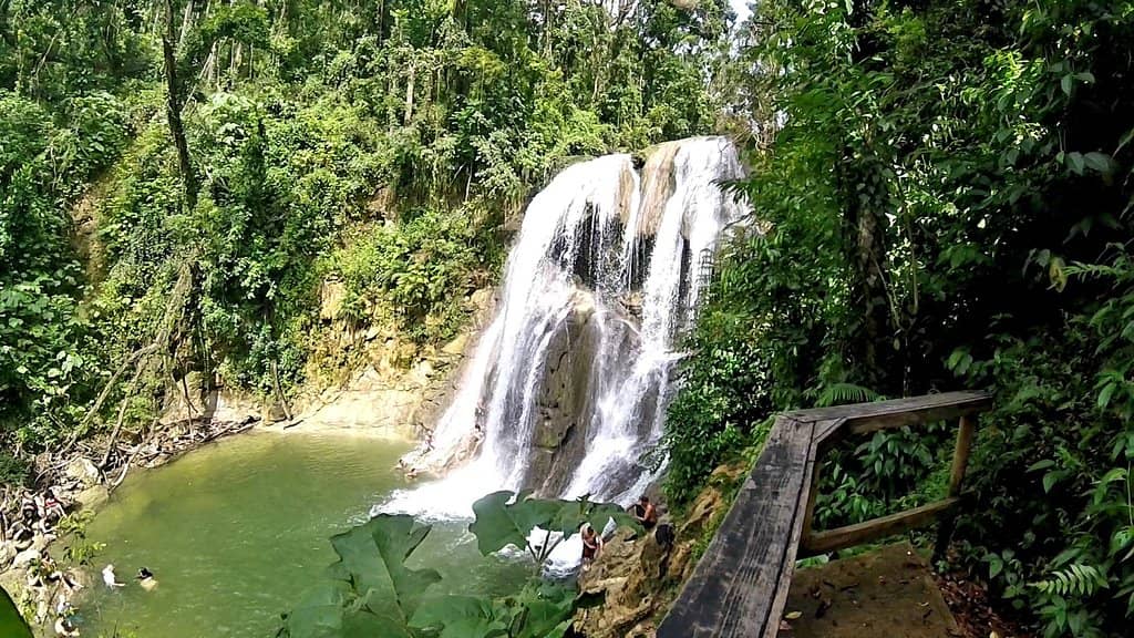 Jungle Path & Scenery