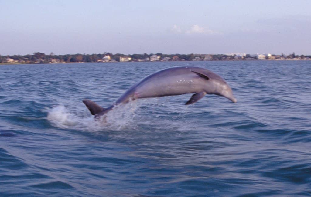 Dolphin Watching Cruises