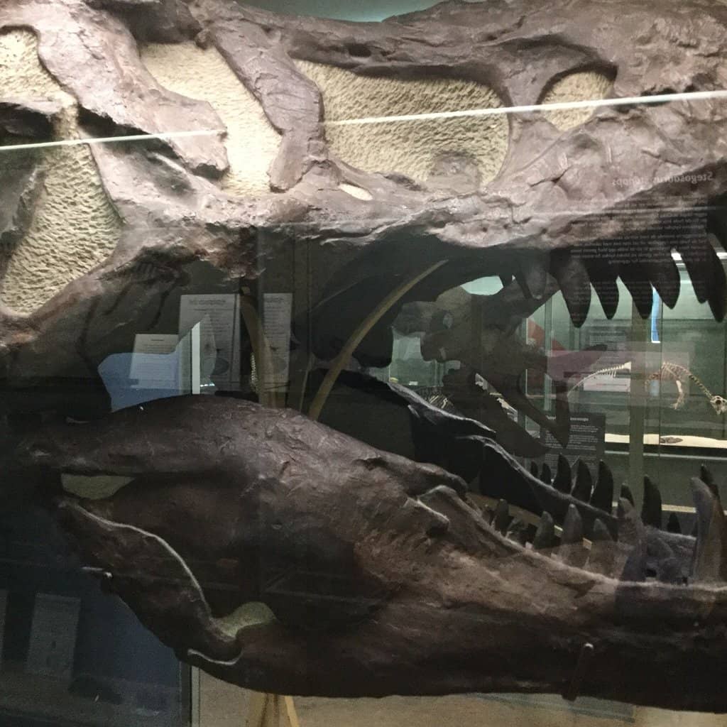 Fossil Displays