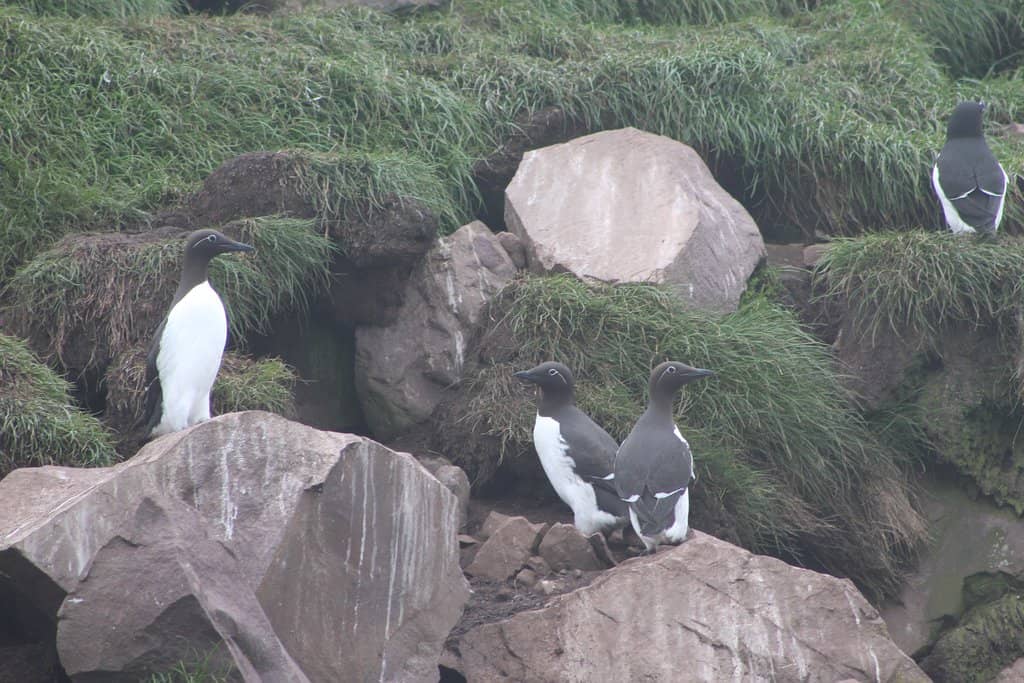 Atlantic Puffin Colonies