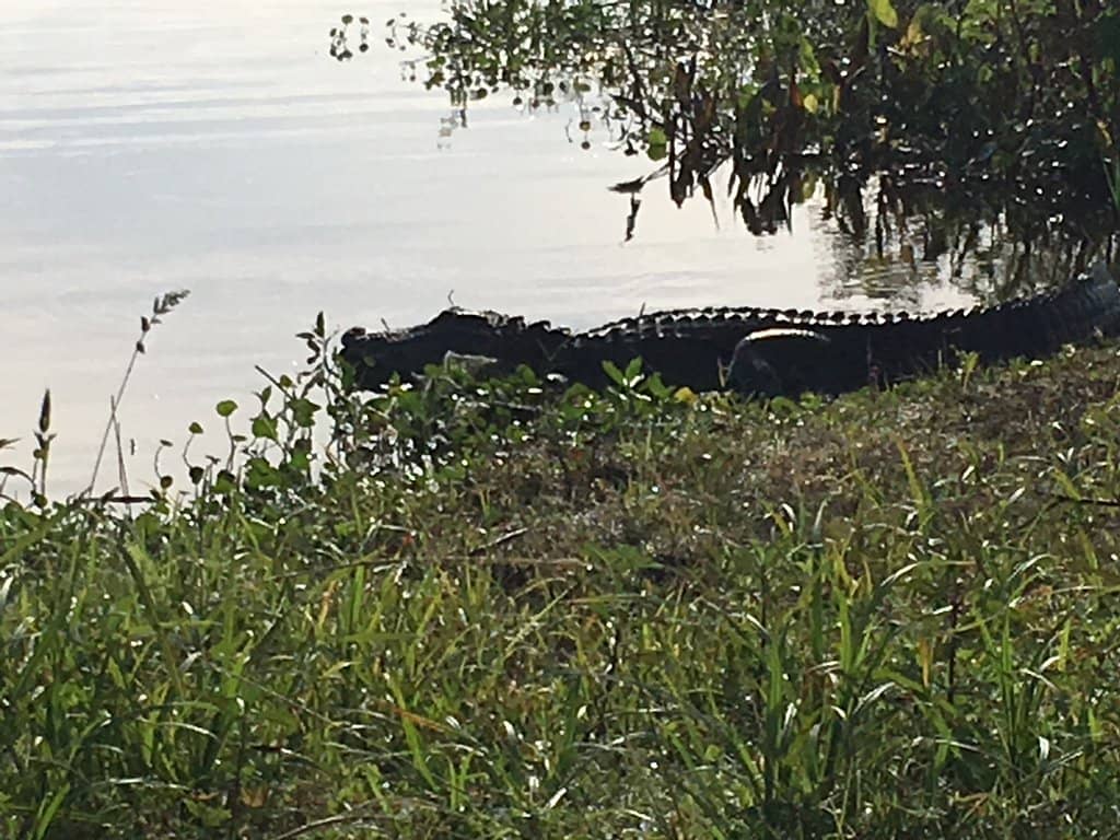 Alligator Encounters