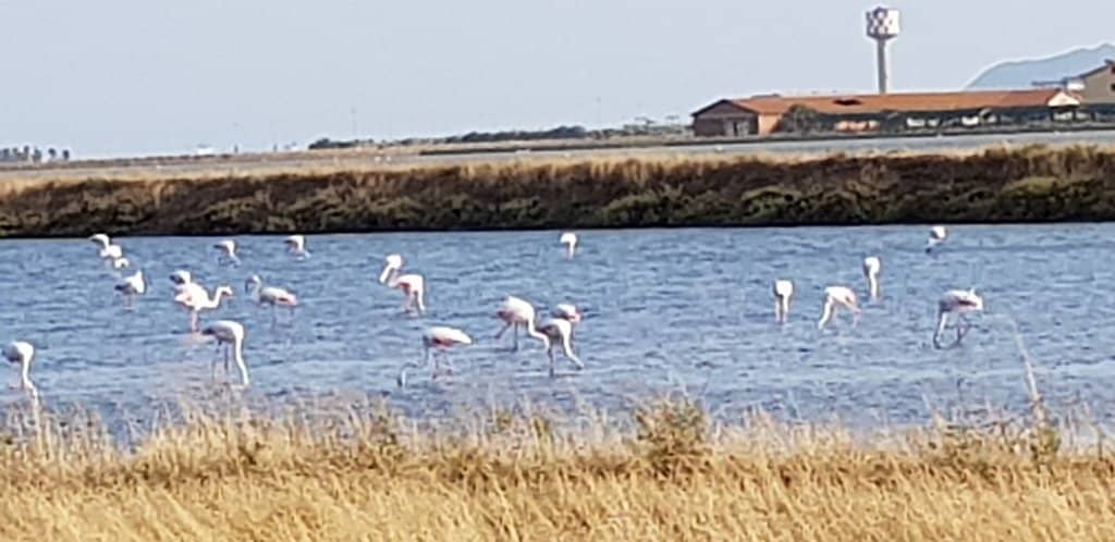 The Iconic Flamingo Watch