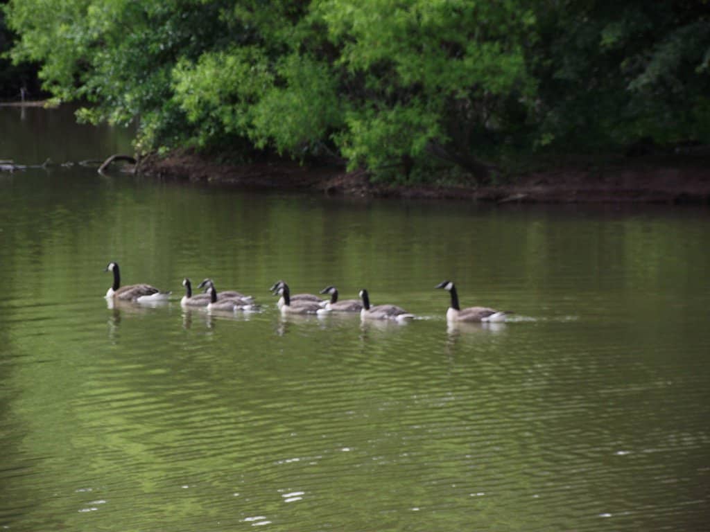 Elk and Bison Habitat