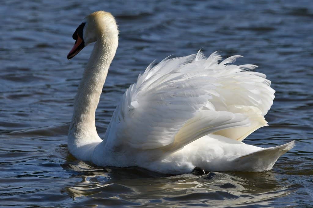 Visitor Centre & Live Feeds