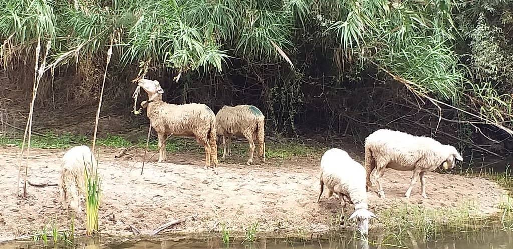 The Crystal-Clear Spring