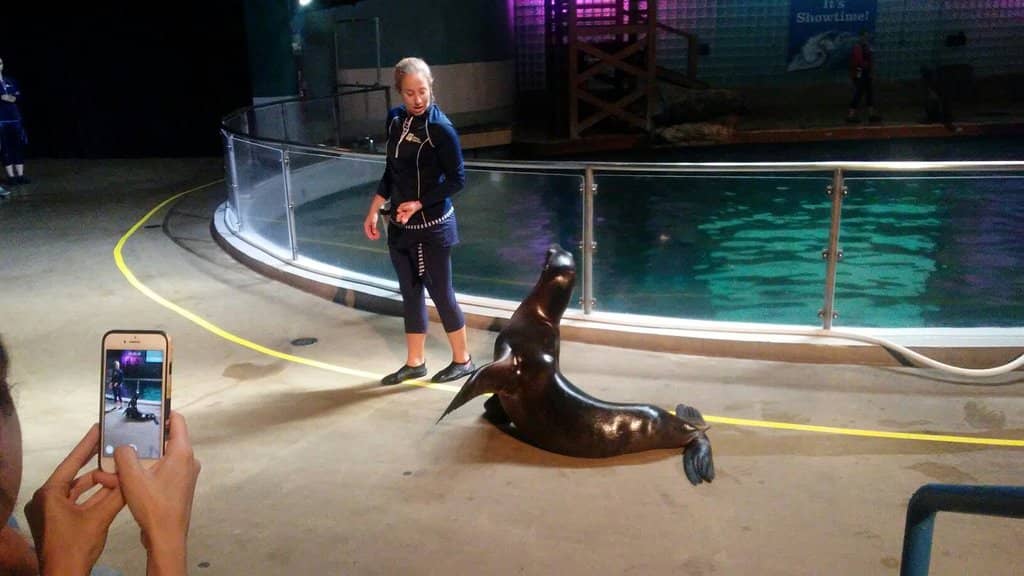 Sea Lion Show