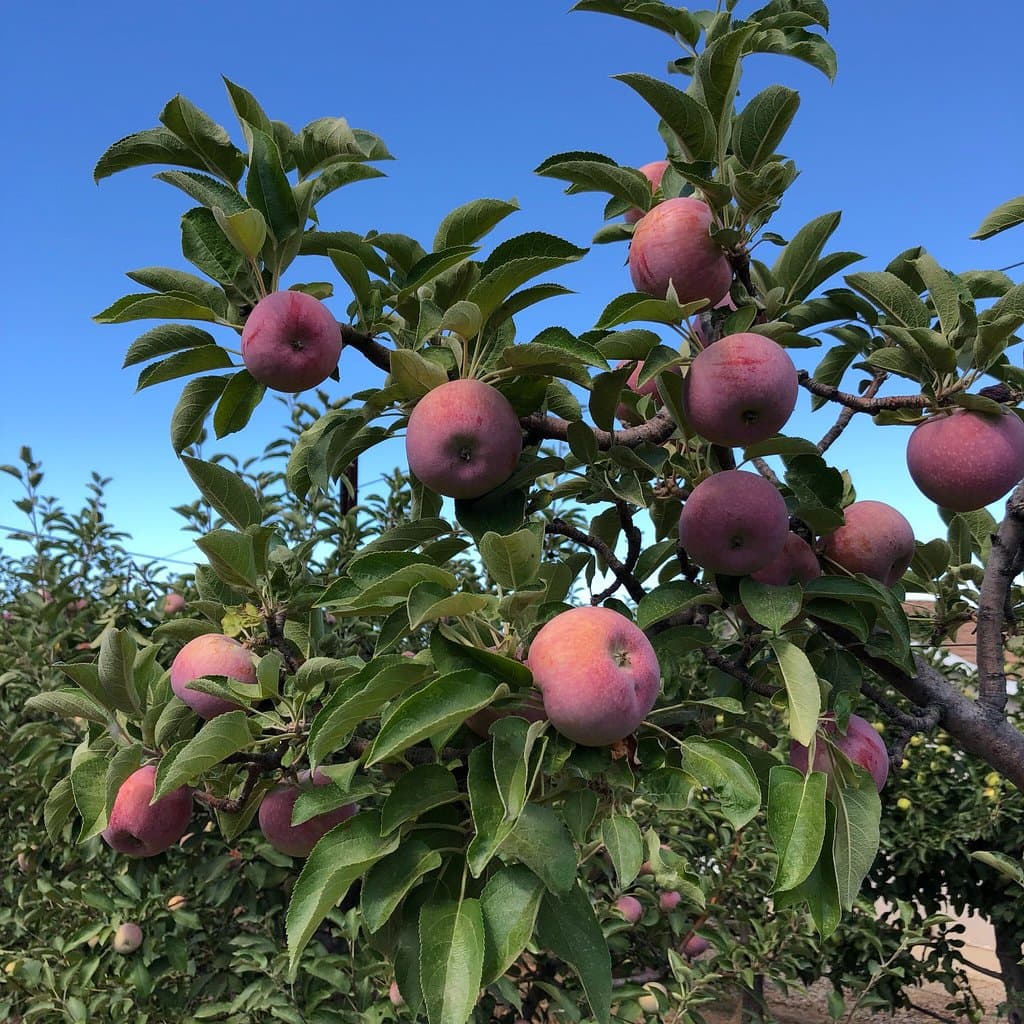 Volcan Valley Apple Farm