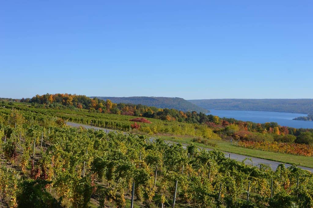 Pioneering Vinifera Vines