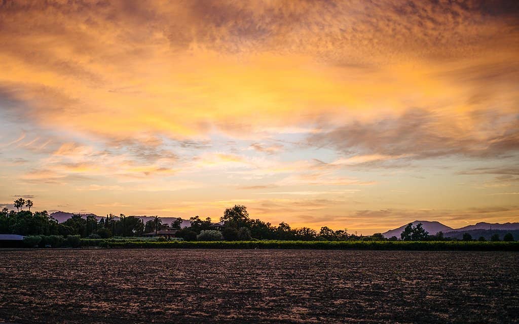Artisan Olive Oil Tasting