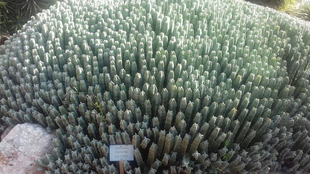Giant Cacti Collection