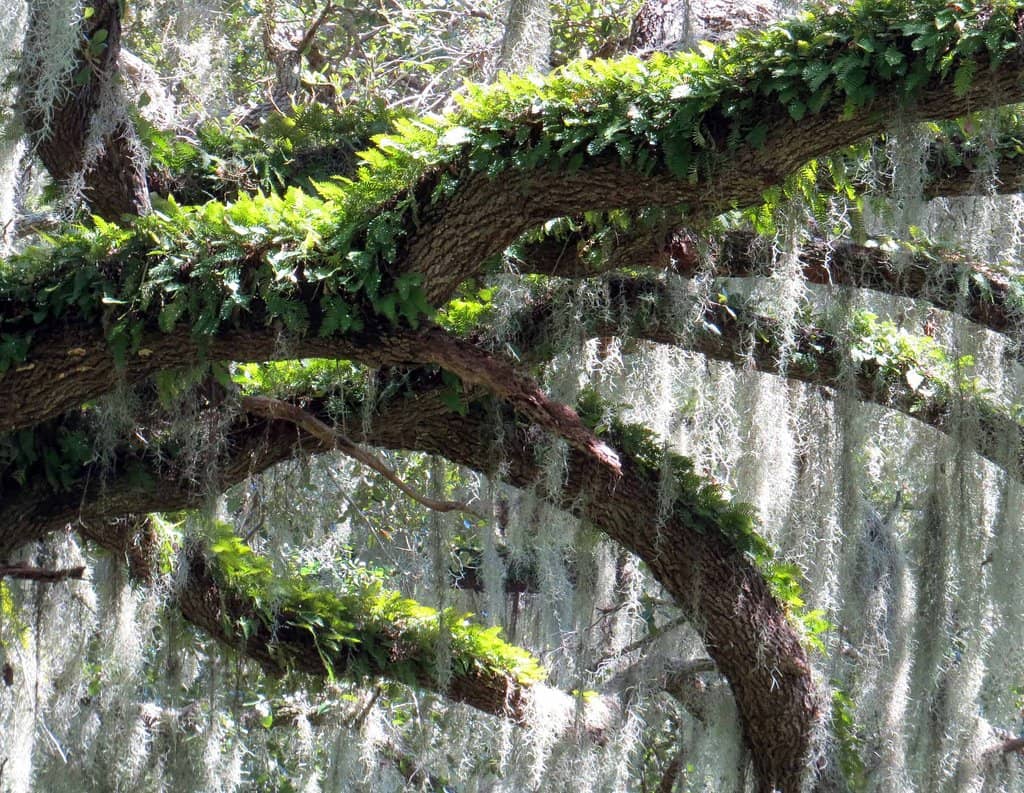 Spanish Moss Draped Trees