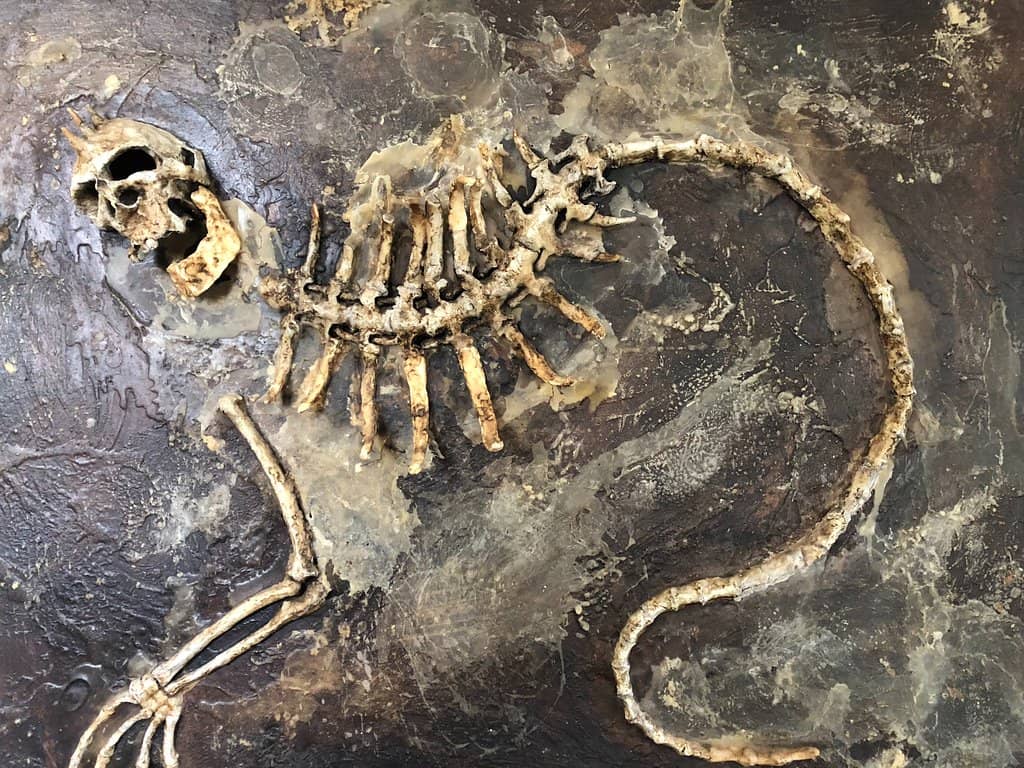 Impressive Ficus Tree