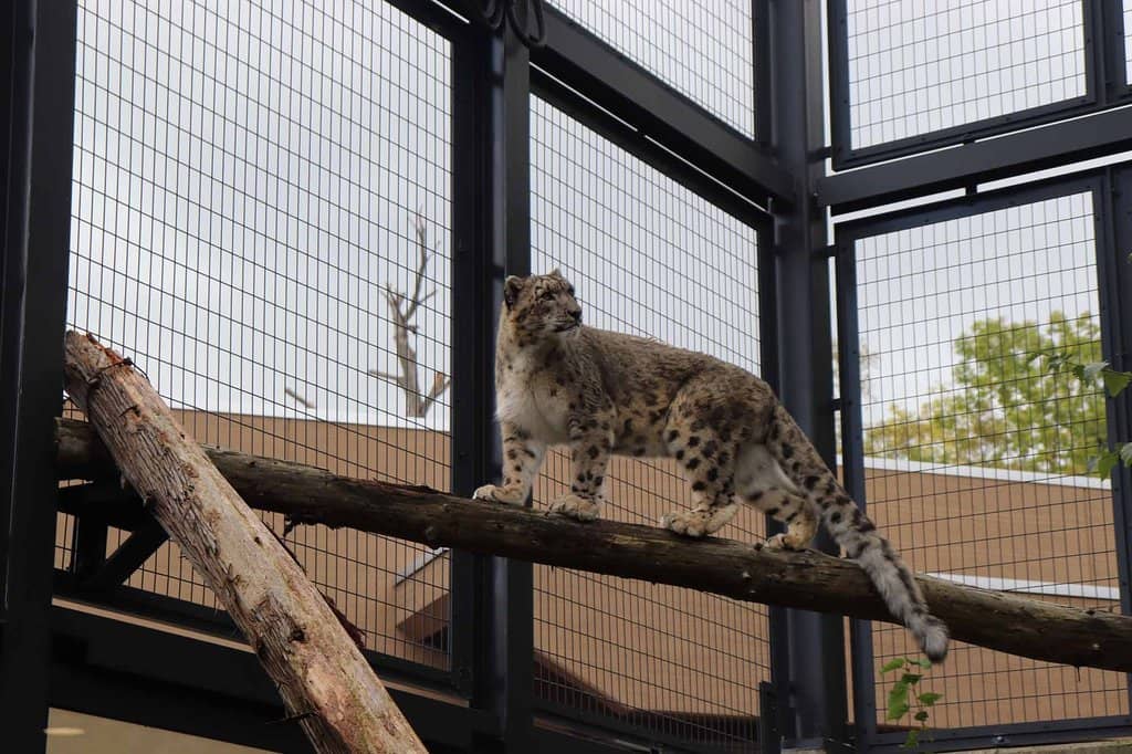 Polar Bear Encounter