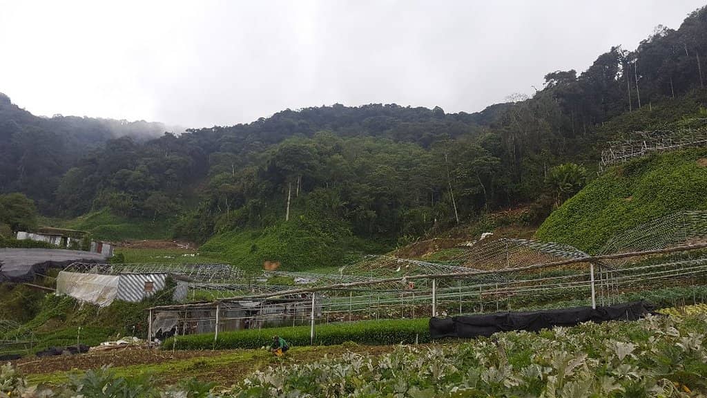 Gunung Brinchang Summit