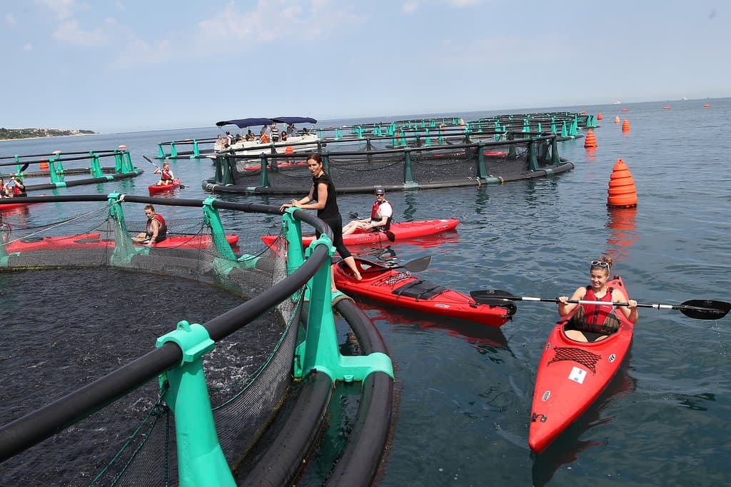 Educational and active visit of the Fonda Fish Garden by kayak, SUP or Sitontop.