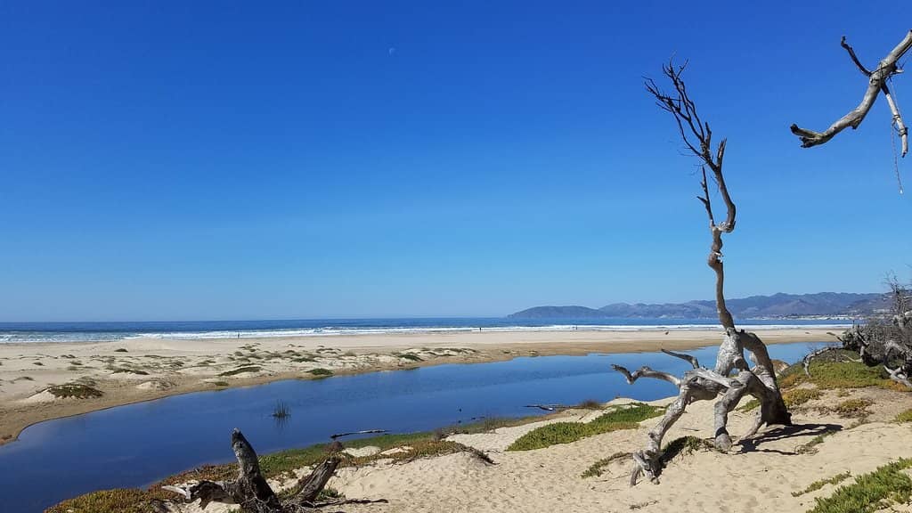 Fragrant Eucalyptus Grove