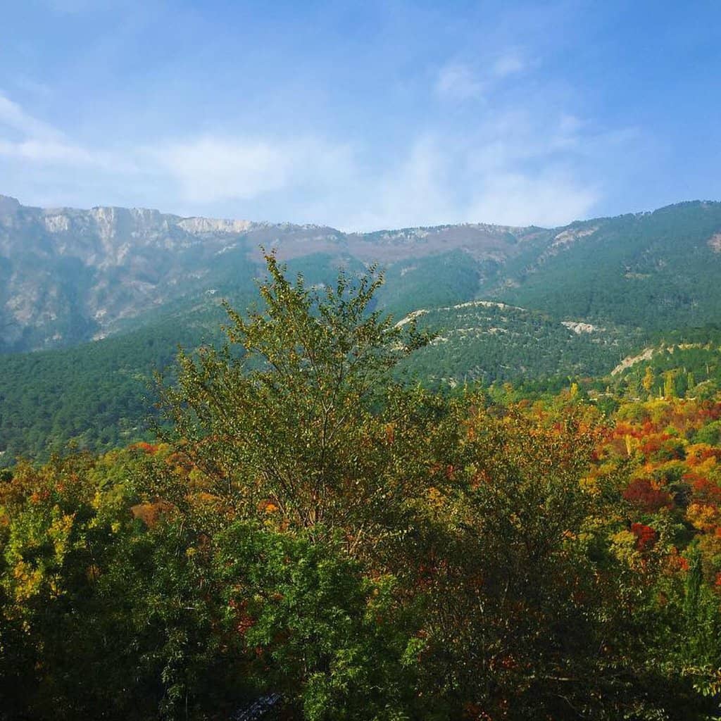 Diverse Animal Collection