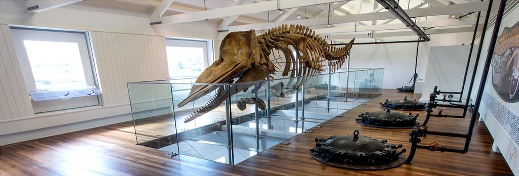 The whaling station features a 10 m sperm whale skeleton.
Foto: Paulo Henrique Silva | Siaram
