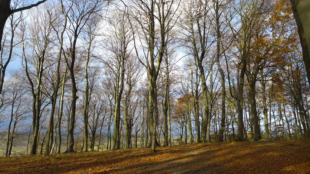 Ancient Beech Woodlands