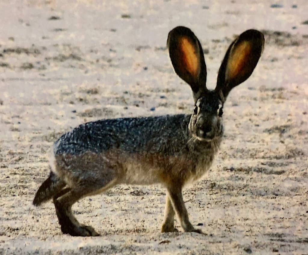 Ancient Bristlecone Pine Trail