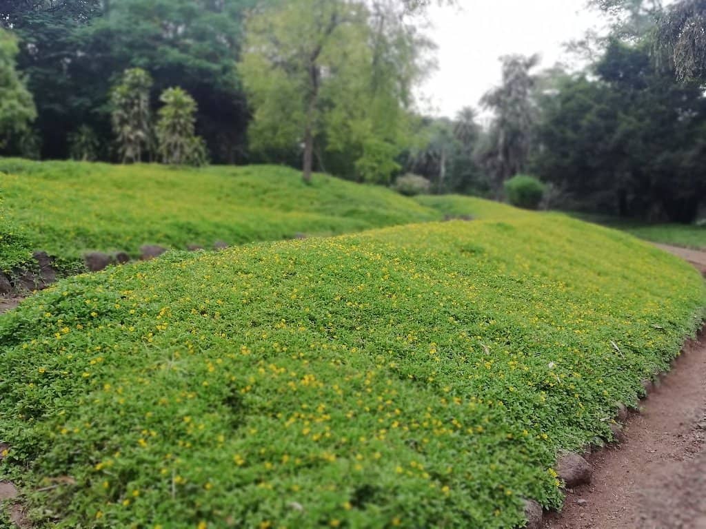 Shaded Walking Paths