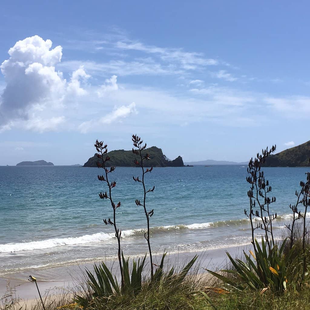 Pohutukawa-Shaded Beach