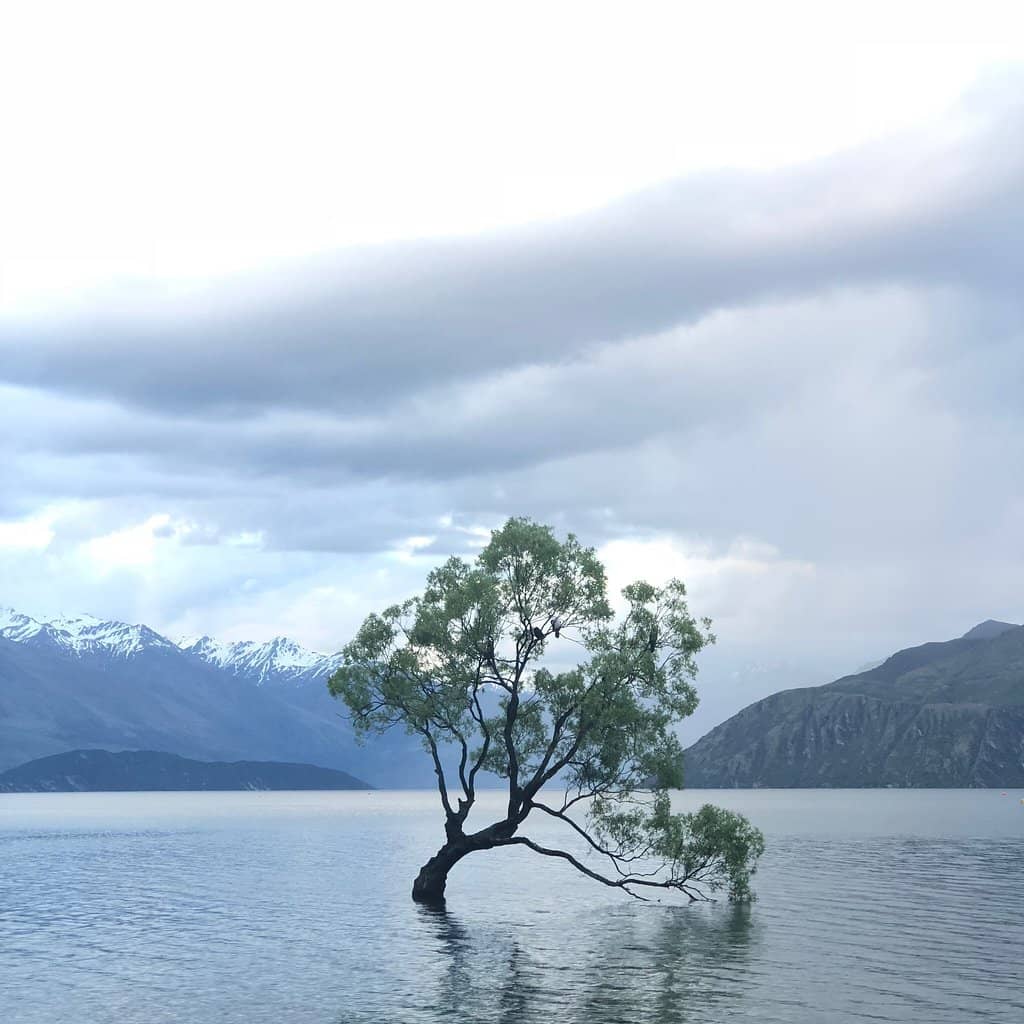 That Wanaka Tree