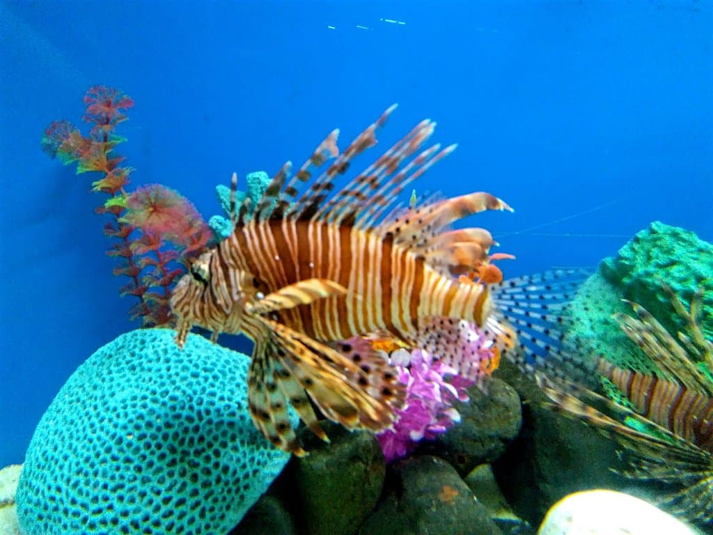 Lion Fish