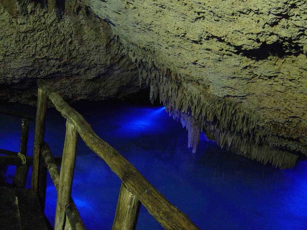 Reforestation Project