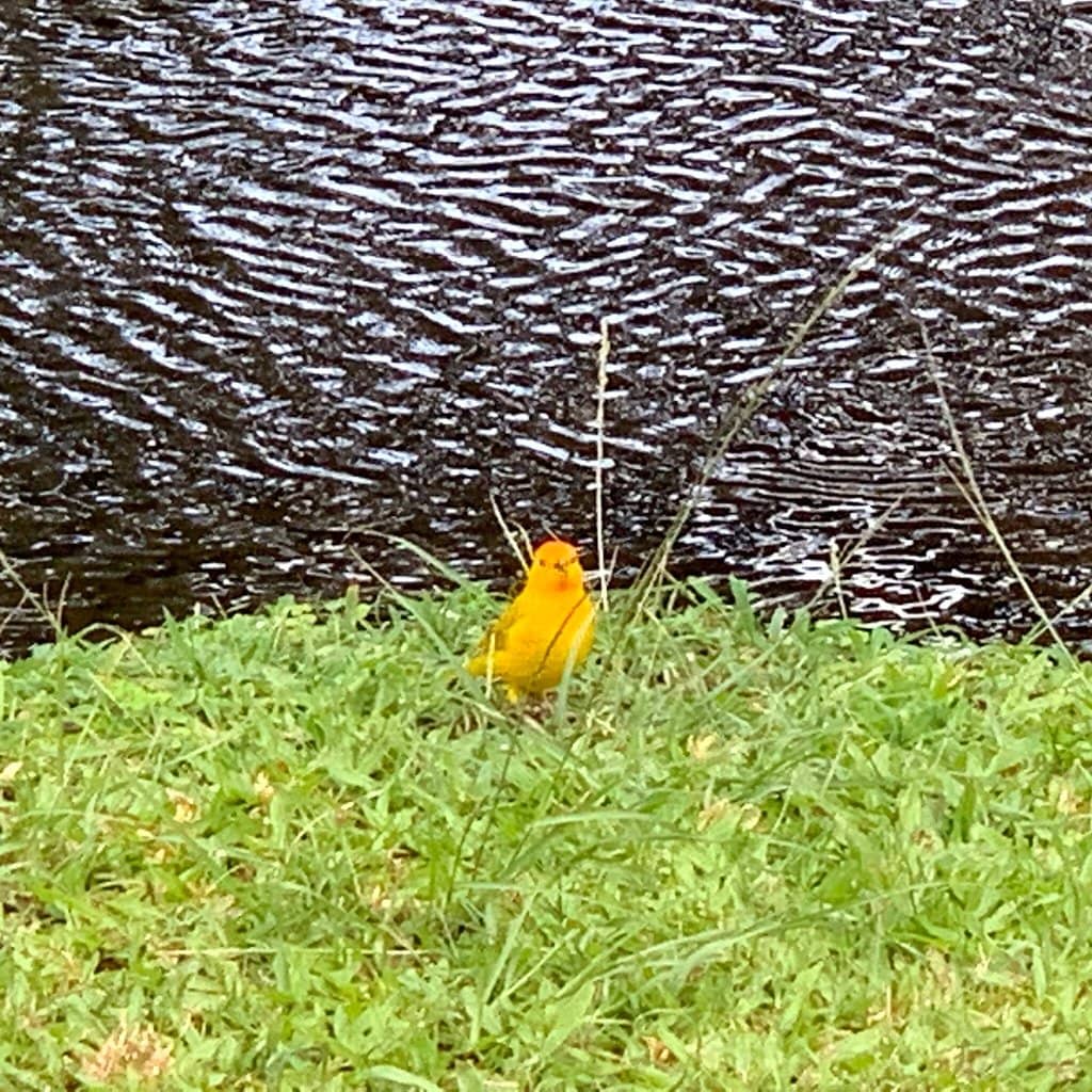 Sea Turtle Encounters