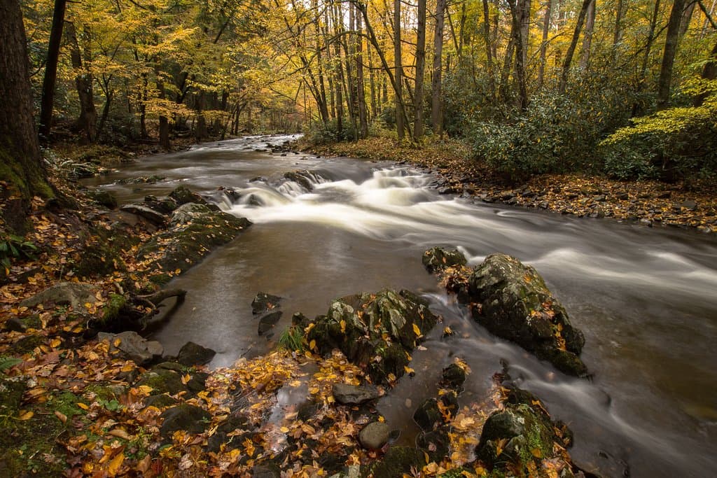 Fall colors along Little River Road