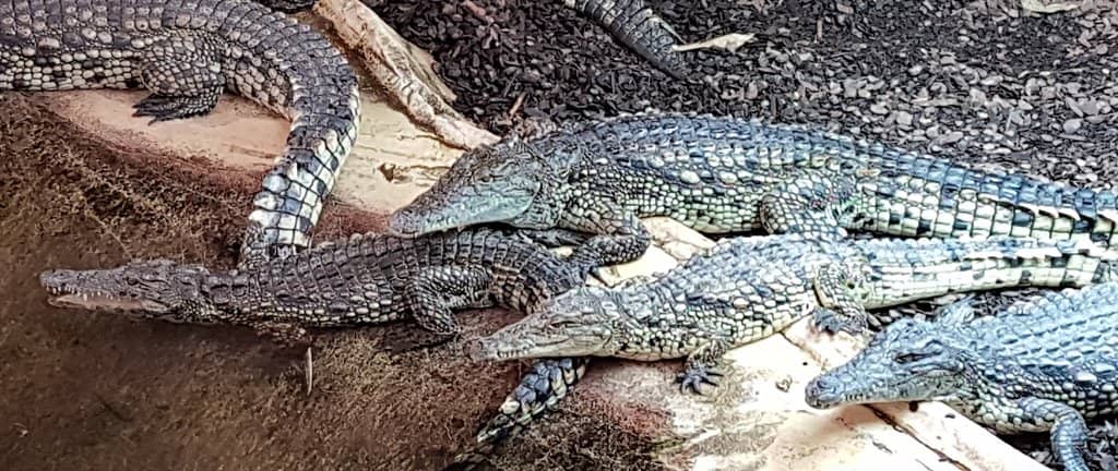 Gator Golf Adventure