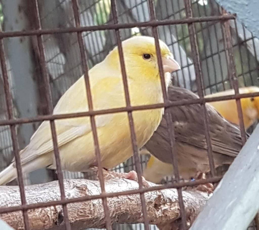 Statues of Immortals